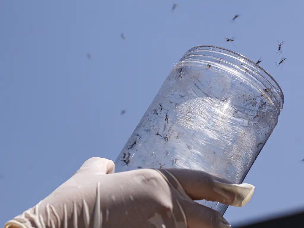 Dengue em Foz do Iguaçu: situação atual (25/12/2025)