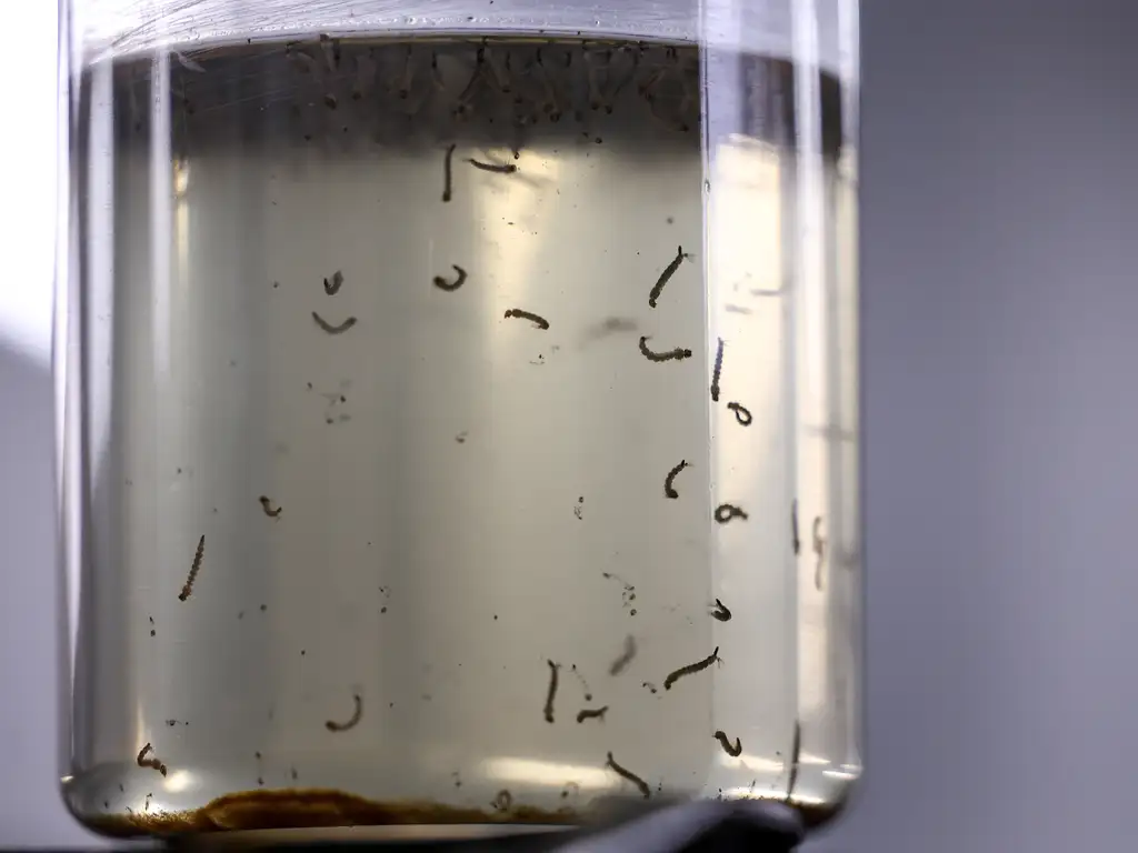 Dengue em Litoral: situação atual (25/12/2025)